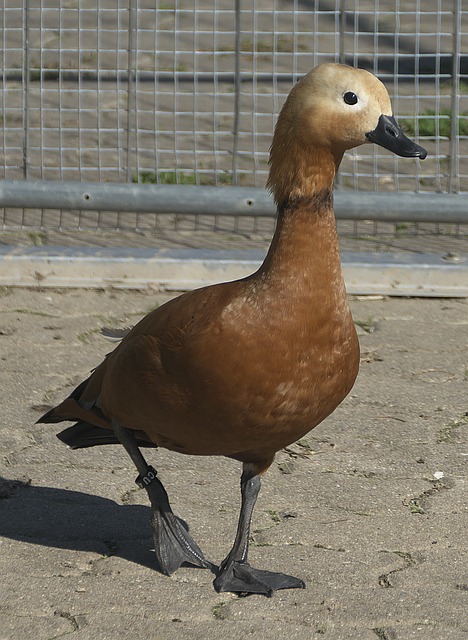 短适